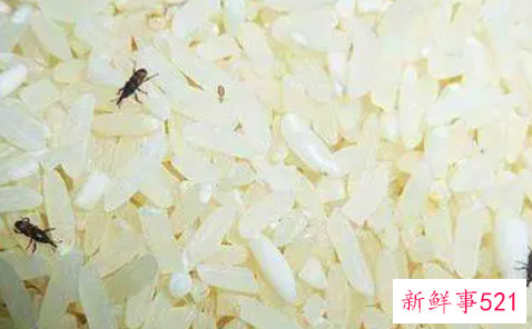 梦见大米生虫子什么意思