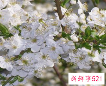 未婚生子孩子可以上学吗