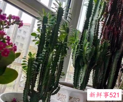 镇宅的花有哪些