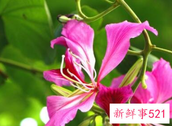 象征家庭和睦的花