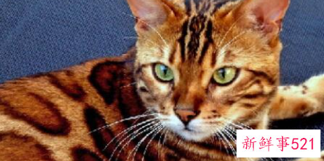 世界上血统最高贵的猫