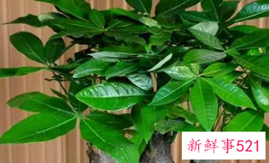 属羊的幸运植物及图片