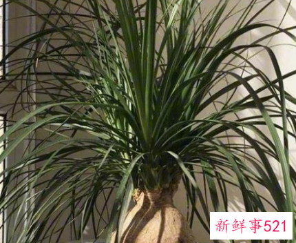 镇宅的花有哪些