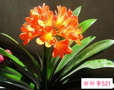 镇宅的花有哪些