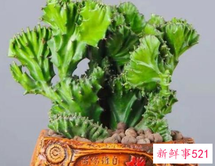 镇宅的花有哪些