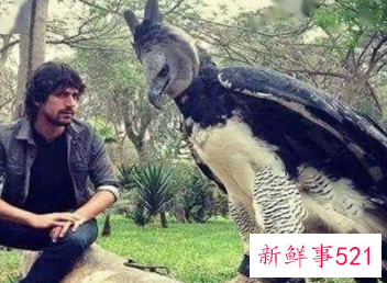 世界十大猛禽实力排名