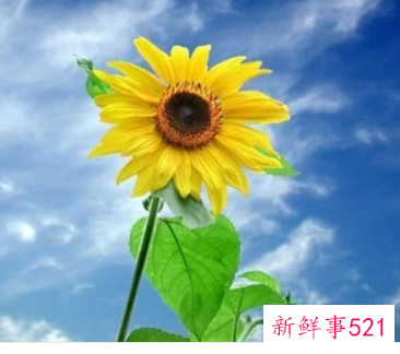 心态可以治疗一切疾病