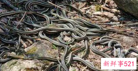 梦见很多蛇围着自己但是没有咬到我