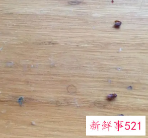 咖啡色椭圆形小虫子怎么消灭