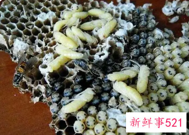 蜂蛹吃了会长胖吗