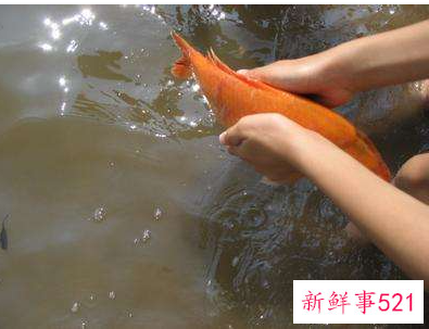 放生有时间讲究吗