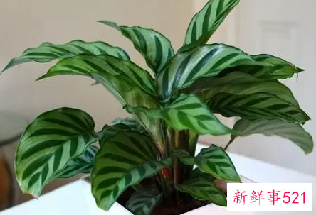 竹芋叶子焦边怎么办