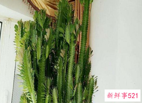 镇宅的花有哪些