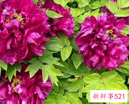 镇宅的花有哪些