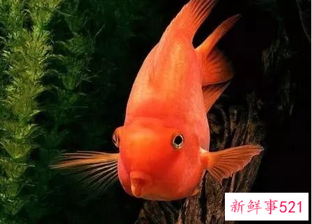 家里养的鱼死了有什么兆头