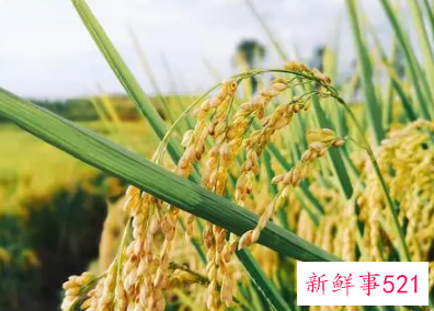 恢复力稳定性的概念