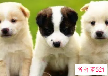 怀孕梦见好多狗是什么意思