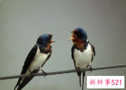 孕妇梦见燕子是什么意思