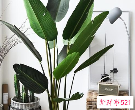 镇宅的花有哪些