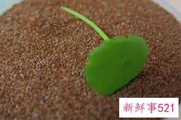 敷海藻面膜可以用保鲜膜吗