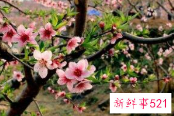 辟邪植物盆栽有哪些