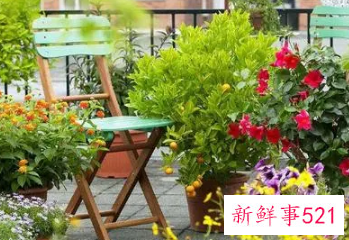 家里阳台种什么花风水好又旺财