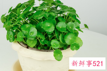 家里阳台种什么花风水好又旺财