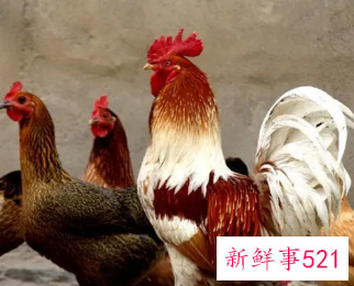 69年属鸡女适合做小生意吗