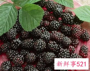 桑葚的营养价值