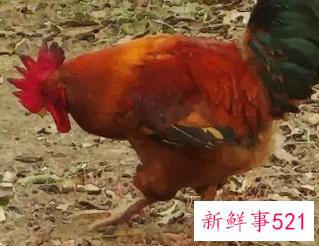 69年属鸡女适合做小生意吗