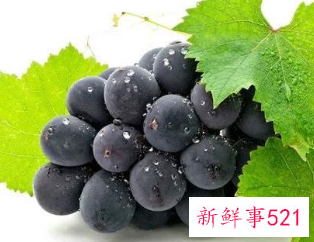 狗狗不能吃的水果有哪些