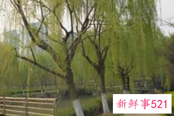 辟邪植物盆栽有哪些