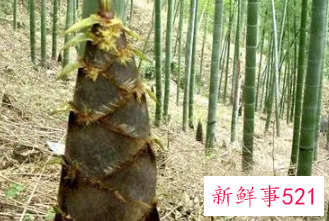 毛竹笋的营养价值