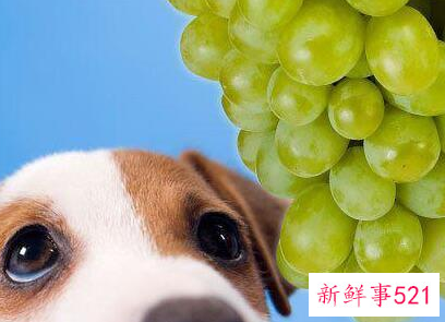 狗狗不能吃的水果有哪些