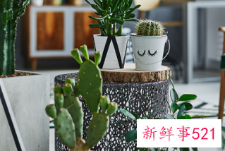 辟邪植物盆栽有哪些