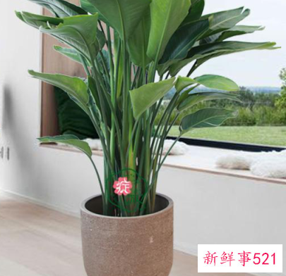 怎样养花才能又茂盛又好