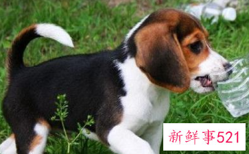 史努比的原型是什么狗