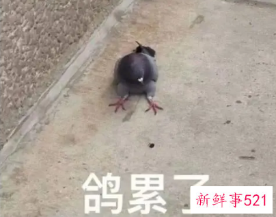 最爱放人鸽子的星座