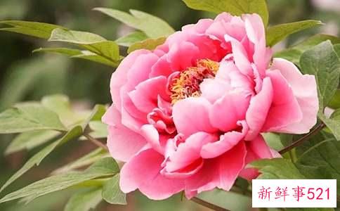 牡丹应该如何养殖