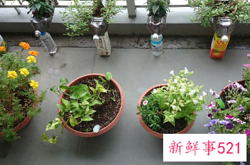 家里阳台种什么花风水好又旺财