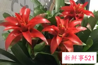 辟邪植物盆栽有哪些