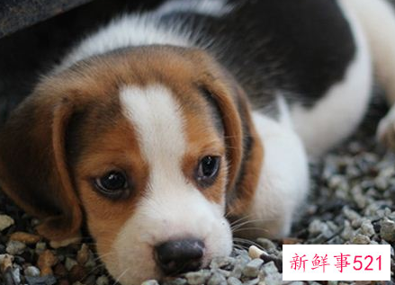 梦见死狗有什么征兆