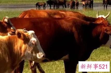 梦见大牛小牛是什么意思