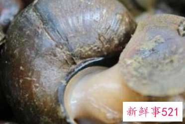 田螺如何炒才是最好吃