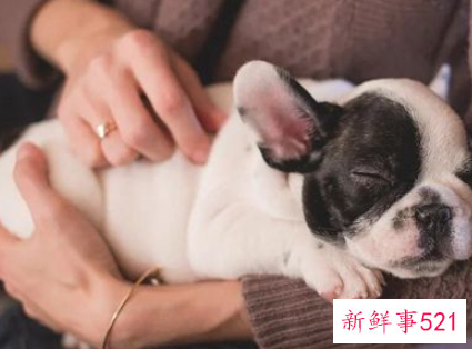 梦见死狗有什么征兆