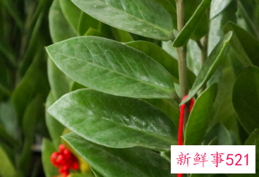 家里阳台种什么花风水好又旺财