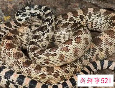 蛇在西方文化中的正面寓意