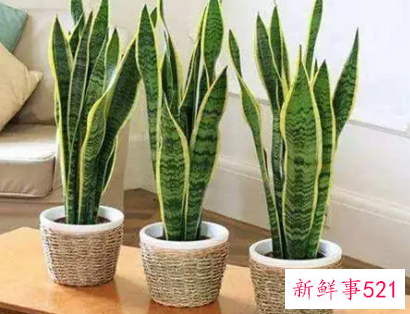 客厅镇宅招财旺人的植物