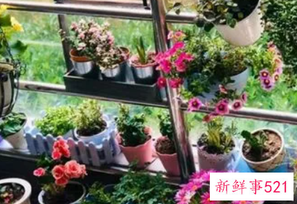 家里养花多了阴气重么