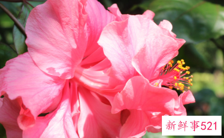 怎样养花才能又茂盛又好